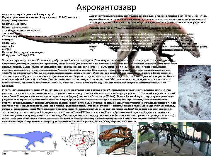 Акрокантозавр - "королевский ящер - тиран" Период существования: меловой период - около 125 -112