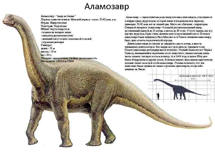 Аламозавр - "ящер из Аламо" Период существования: Меловой период - около 70 -65 млн.