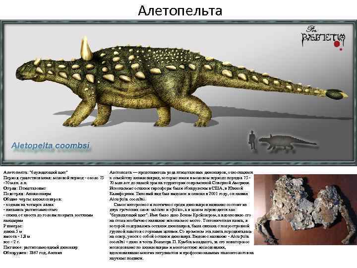 Алетопельта Алетопелта: "блуждающий щит" Период существования: меловой период - около 75 -70 млн. л.