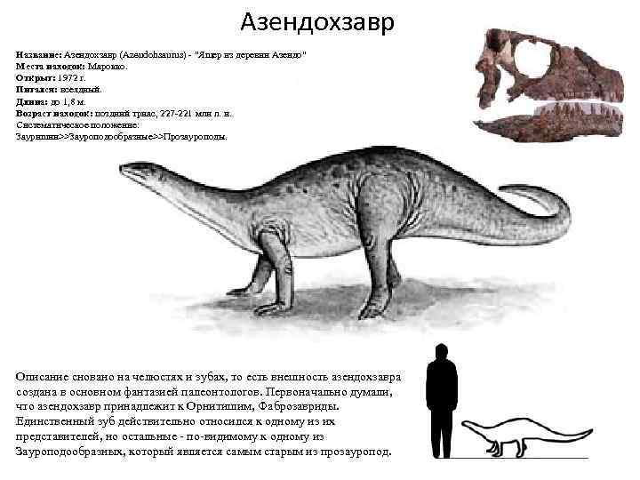 Азендохзавр Название: Азендохзавр (Azendohsaurus) - "Ящер из деревни Азендо" Места находок: Марокко. Открыт: 1972