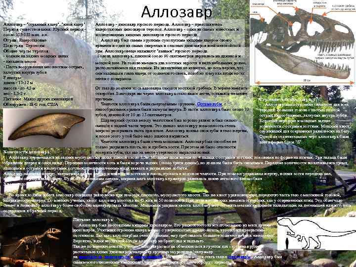 Аллозавр - "странный ящер", "иной ящер" Период существования: Юрский период - около 153 -135