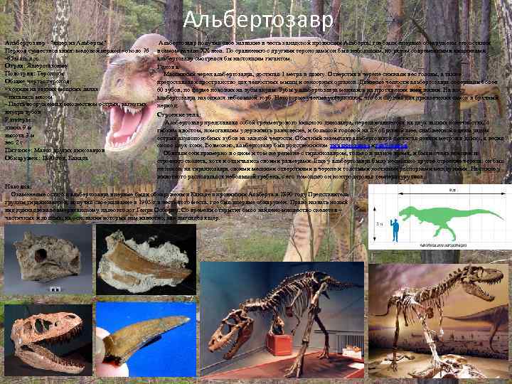 Альбертозавр - "ящер из Альберты" Период существования: меловой период - около 76 -65 млн.