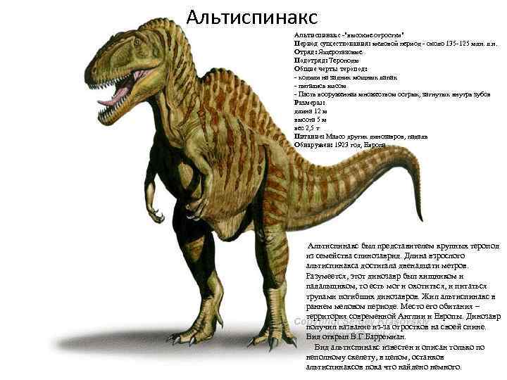 Альтиспинакс -"высокие отростки" Период существования: меловой период - около 135 -125 млн. л. н.