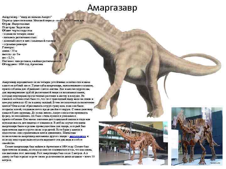 Амаргазавр - "ящер из каньона Амарго" Период существования: Меловой период - около 132 -127
