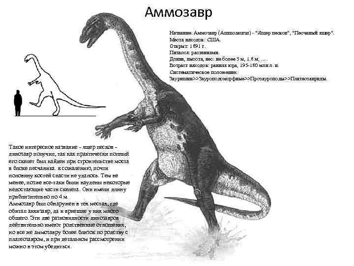 Аммозавр Название: Аммозавр (Ammosaurus) - "Ящер песков", "Песчаный ящер". Места находок: США. Открыт: 1891