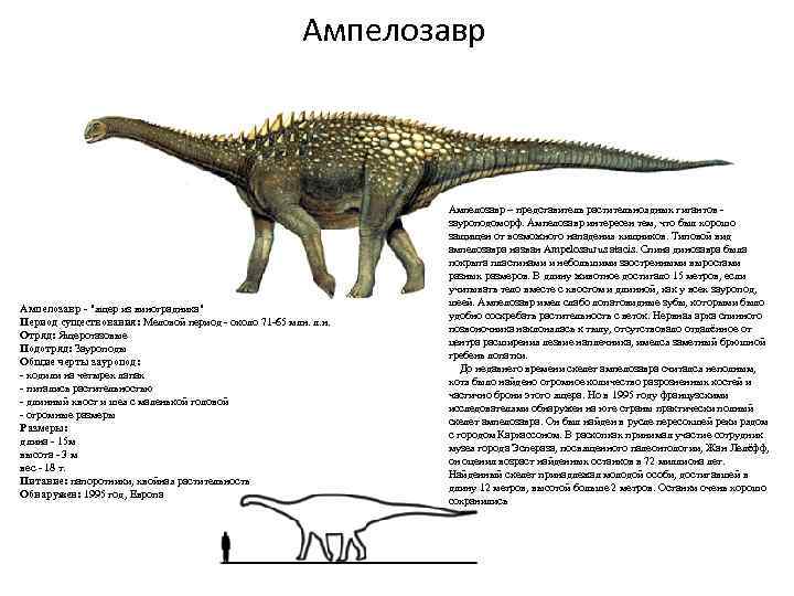 Ампелозавр - "ящер из виноградника" Период существования: Меловой период - около 71 -65 млн.