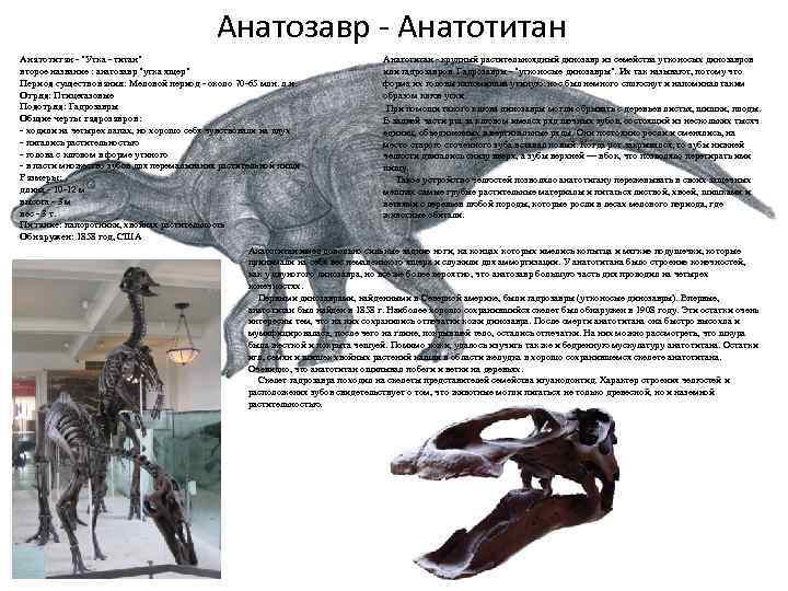 Анатозавр - Анатотитан - "Утка - титан" Анатотитан - крупный растительноядный динозавр из семейства