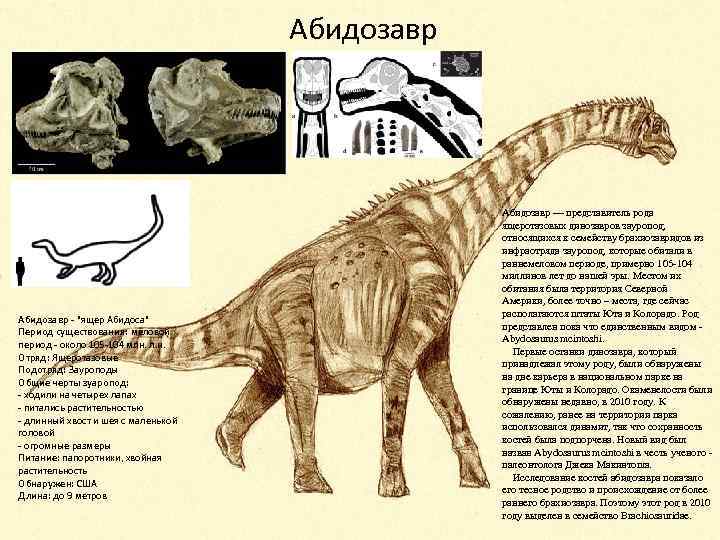 Абидозавр - "ящер Абидоса" Период существования: меловой период - около 105 -104 млн. л.