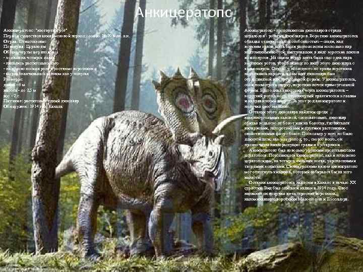 Анкицератопс: "изогнутый рог" Период существования: меловой период - около 74 -70 млн. л. н.