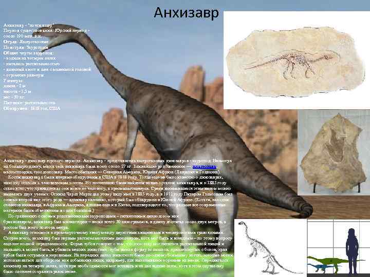 Анхизавр - "почти ящер" Период существования: Юрский период - около 190 млн. л. н.