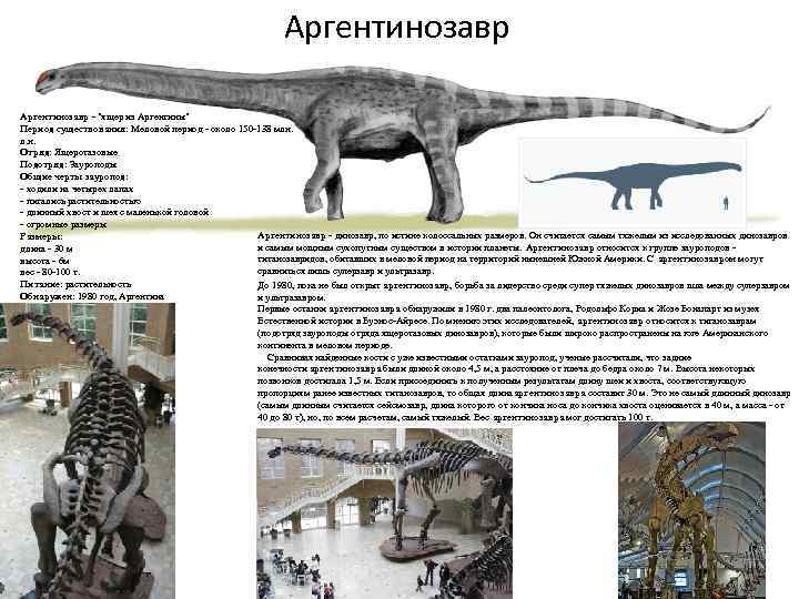Аргентинозавр - "ящер из Аргентины" Период существования: Меловой период - около 150 -138 млн.