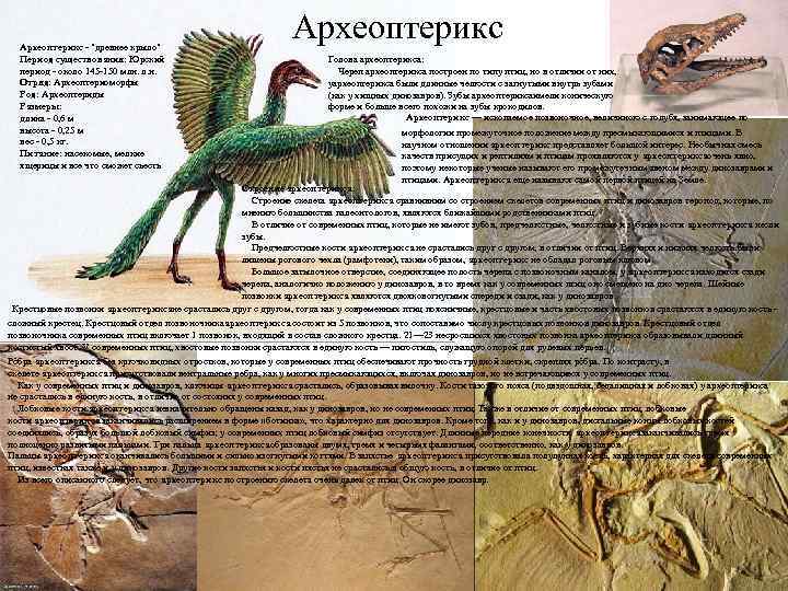 В какую эру обитал археоптерикс. Археоптерикс биология. Археоптерикс доказательства эволюции. Археоптерикс реконструкция.