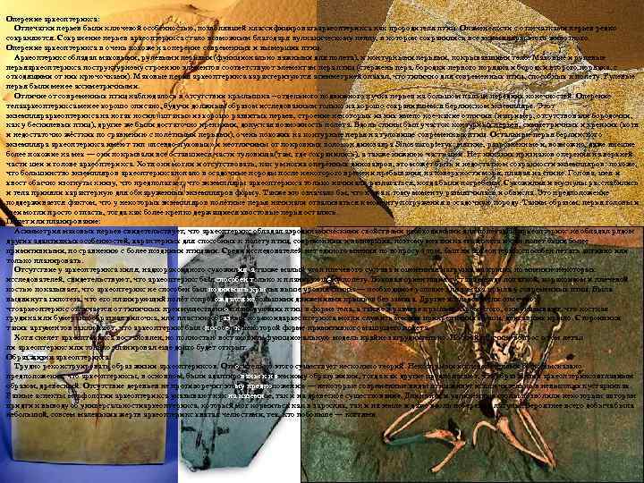 Оперение археоптерикса: Отпечатки перьев были ключевой особенностью, позволявшей классифицироватьархеоптерикса как прородителя птиц. Окаменелости с