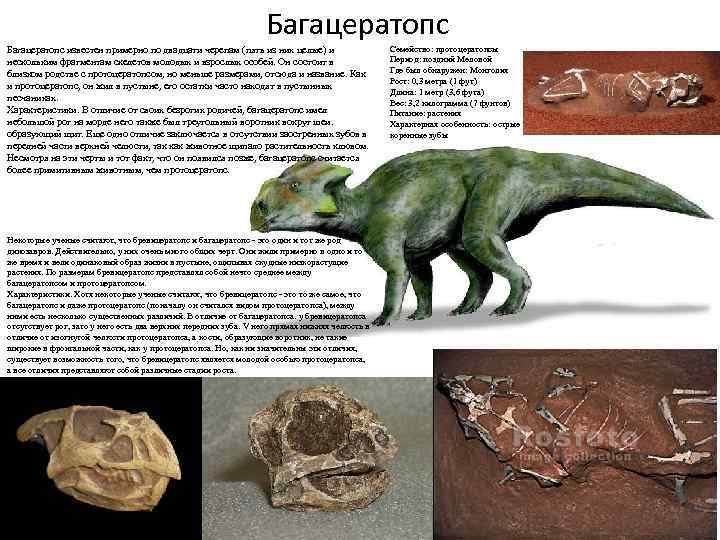 Багацератопс известен примерно по двадцати черепам (пять из них целые) и нескольким фрагментам скелетов