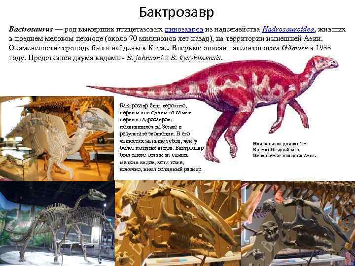 Бактрозавр Bactrosaurus — род вымерших птицетазовых динозавров из надсемейства Hadrosauroidea, живших в позднем меловом