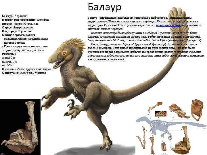 Балаур - "дракон" Период существования: меловой период - около 70 млн. л. н. Отряд: