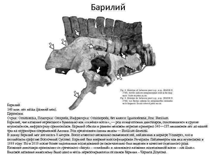 Барилий 140 млн. лет назад (ранний мел). Цероподы. Отряд: Ornithischia, Подотряд: Cerapoda, Инфраотряд: Ornithopoda,