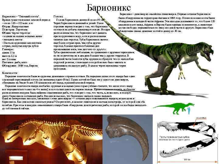Барионикс - "Тяжелый коготь". Время существования: меловой период - около 130— 125 млн. л.