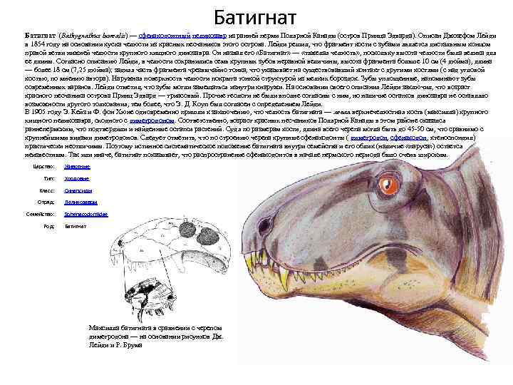 Батигнат (Bathygnathus borealis) — сфенакодонтный пеликозавр из ранней перми Полярной Канады (остров Принца Эдварда).