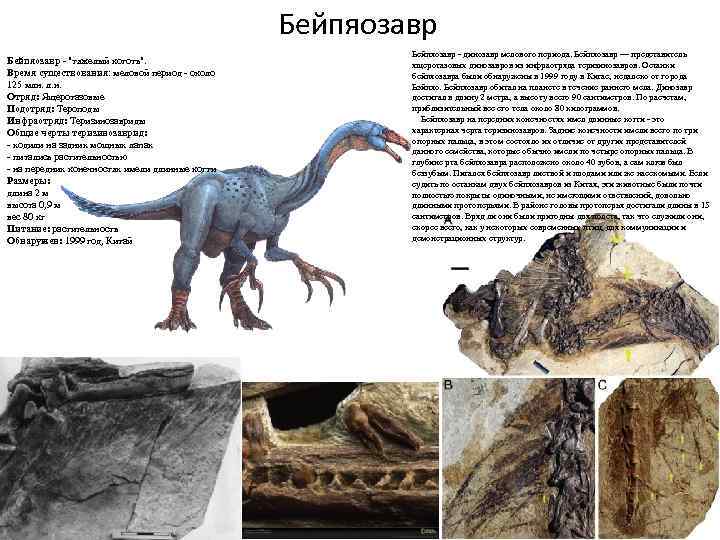 Бейпяозавр - "тяжелый коготь". Время существования: меловой период - около 125 млн. л. н.