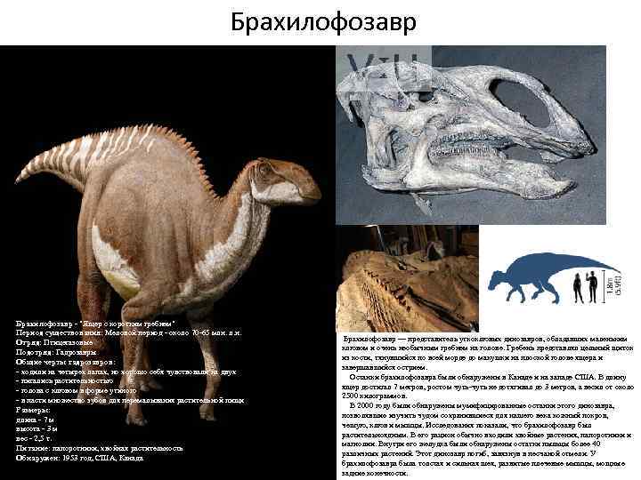 Брахилофозавр - "Ящер с коротким гребнем" Период существования: Меловой период - около 70 -65