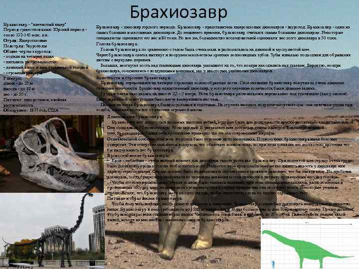 Брахиозавр - "плечистый ящер" Период существования: Юрский период - около 152 -145 млн. л.