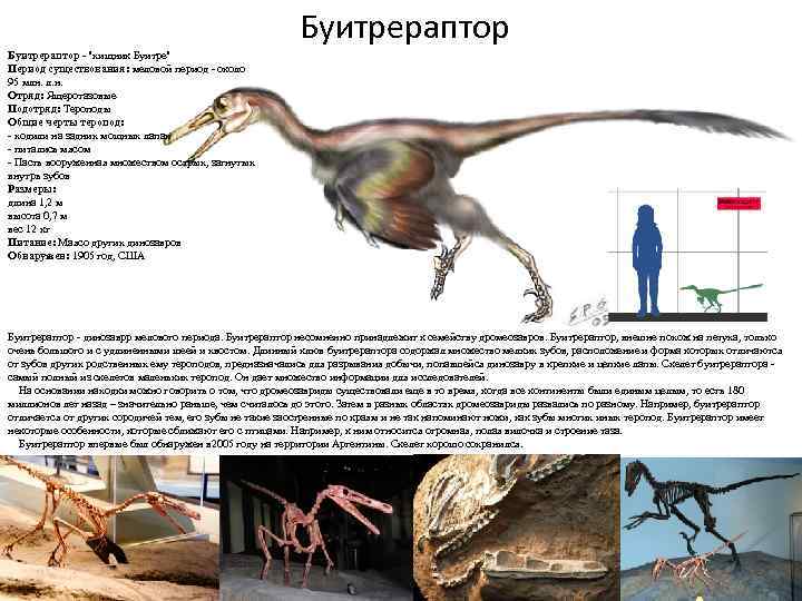 Буитрераптор - "хищник Буитре" Период существования: меловой период - около 95 млн. л. н.
