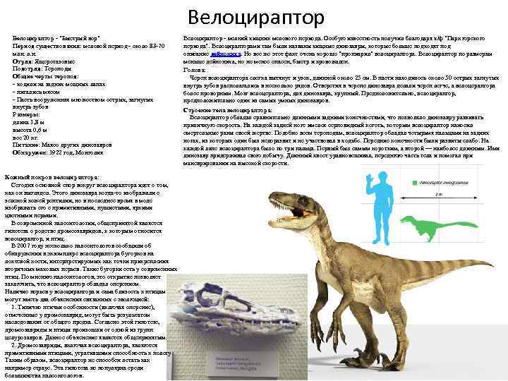 Велоцираптор - "Быстрый вор" Период существования: меловой период - около 83 -70 млн. л.