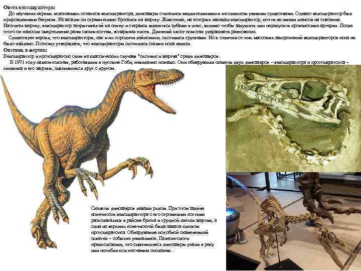 Охота велоцираптора: До изучения первых ископаемых останков велоцираптора, динозавры считались медлительными и не слишком