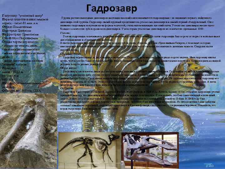Гадрозавр: "утконосый ящер" Период существования: меловой период - около 85 млн. л. н. Отряд: