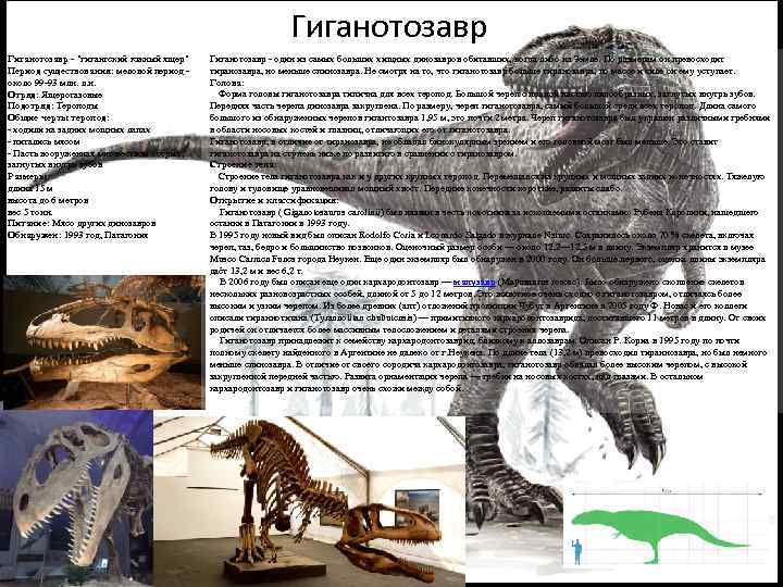 Гиганотозавр - "гигантский южный ящер" Период существования: меловой период - около 99 -93 млн.