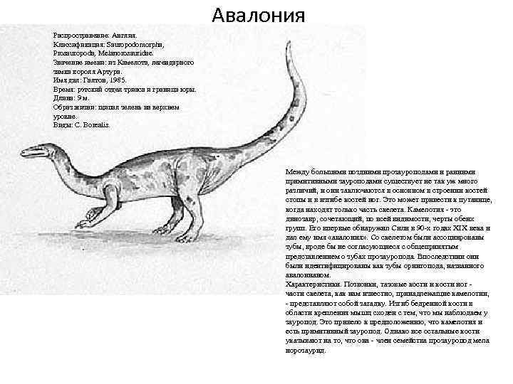 Авалония Распространение: Англия. Классификация: Sauropodomorpha, Prosauropoda, Melanorosauridae. Значение имени: из Камелота, легендарного замка короля