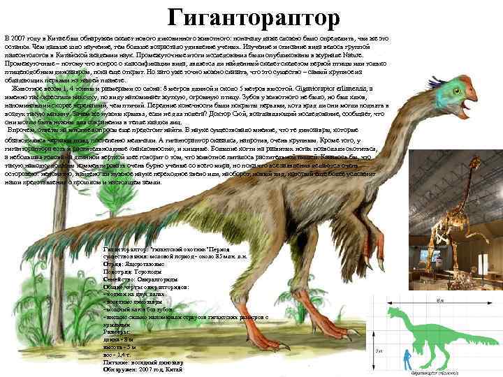 Гигантораптор В 2007 году в Китае был обнаружен скелет нового диковинного животного: поначалу даже