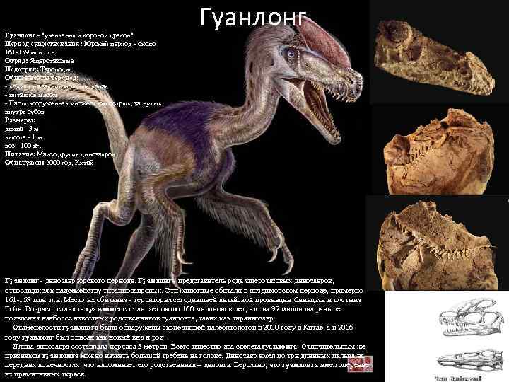 Гуанлонг - "увенчанный короной дракон" Период существования: Юрский период - около 161 -159 млн.
