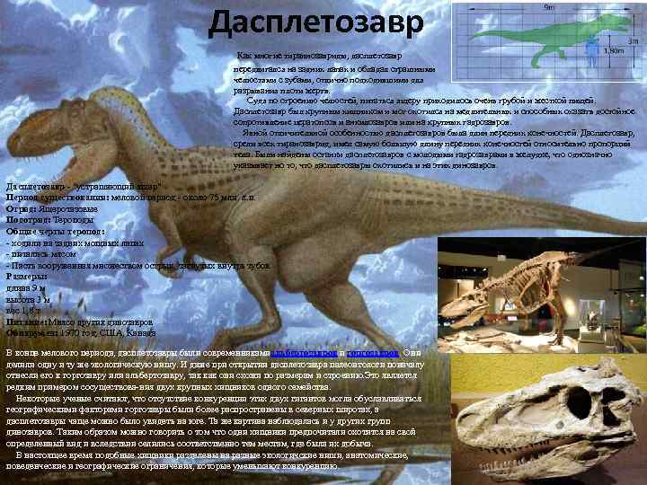 Дасплетозавр Как многие тираннозавриды, дасплетозавр передвигался на задних лапах и обладал страшными челюстями с