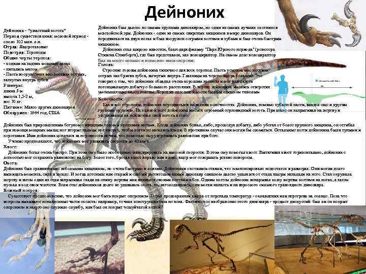 Дейноних - "ужастный коготь" Период существования: меловой период - около 105 млн. л. н.