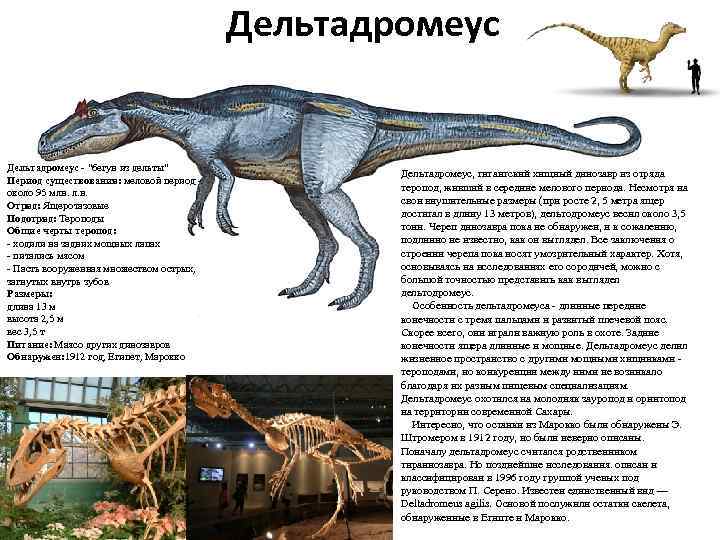 Дельтадромеус - "бегун из дельты" Период существования: меловой период - около 95 млн. л.