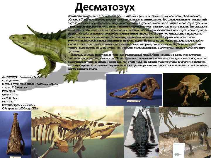 Десматозух относится к отряду аэтозавров –– наземных рептилий, защищенных панцирем. Это животное обитало в