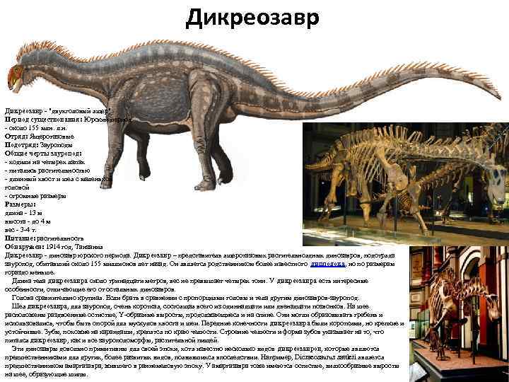 Дикреозавр - "двухголовый ящер" Период существования: Юрский период - около 155 млн. л. н.