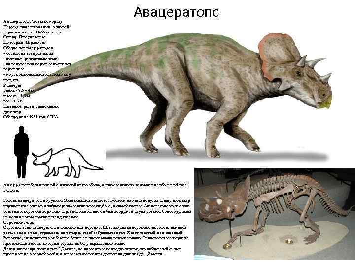 Авацератопс: (Рогатая морда) Период существования: меловой период - около 100 -66 млн. л. н.