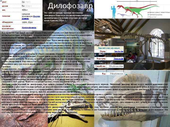  Дилофозавр рост 2 м (7 фт) длина 6 м (20 фт) вес 400