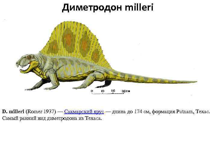 Диметродон milleri D. milleri (Romer 1937) — Сакмарский ярус — длина до 174 см,