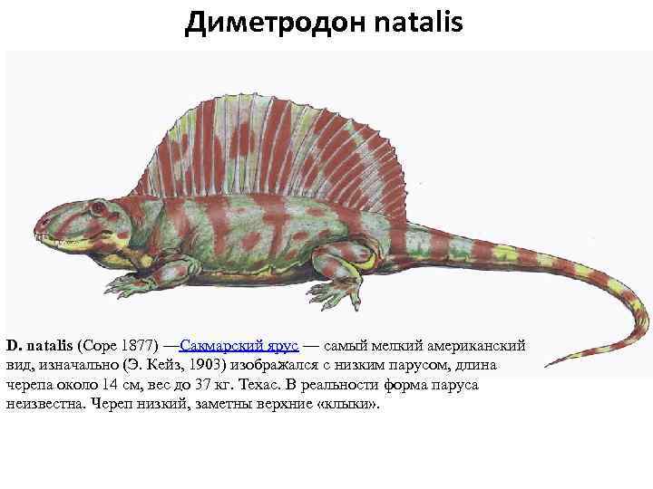 Диметродон natalis D. natalis (Cope 1877) —Сакмарский ярус — самый мелкий американский вид, изначально