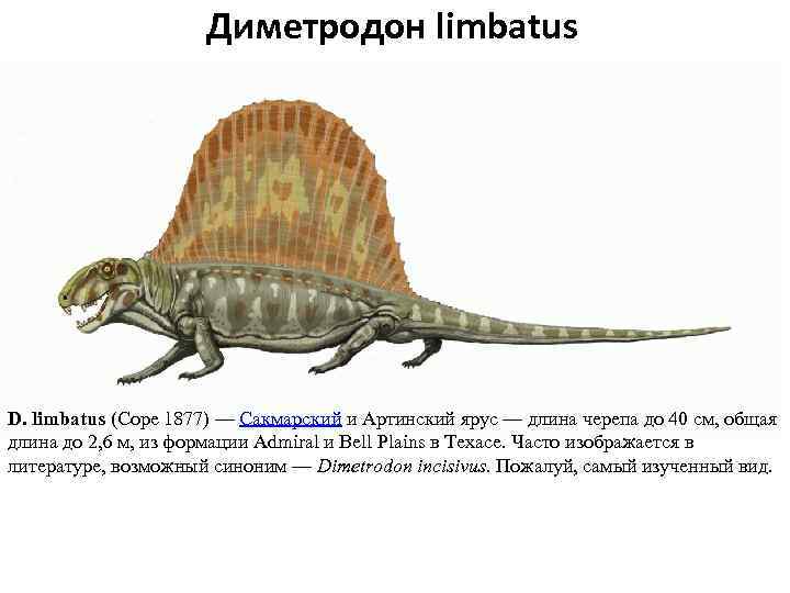 Диметродон limbatus D. limbatus (Cope 1877) — Сакмарский и Артинский ярус — длина черепа