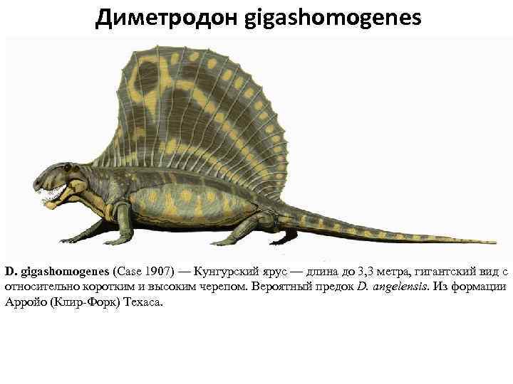 Диметродон gigashomogenes D. gigashomogenes (Case 1907) — Кунгурский ярус — длина до 3, 3