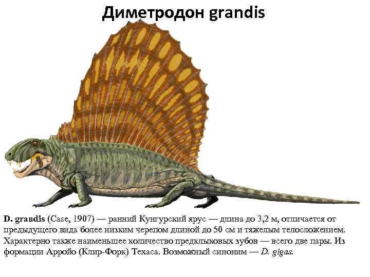 Диметродон grandis D. grandis (Case, 1907) — ранний Кунгурский ярус — длина до 3,