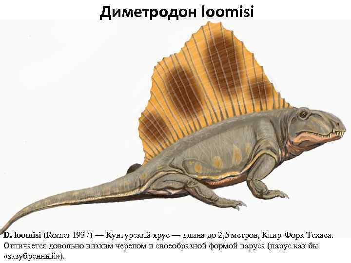 Диметродон loomisi D. loomisi (Romer 1937) — Кунгурский ярус — длина до 2, 5