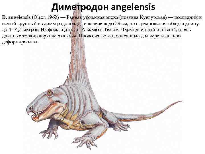 Диметродон angelensis D. angelensis (Olson 1962) — Ранняя уфимская эпоха (поздняя Кунгурская) — последний