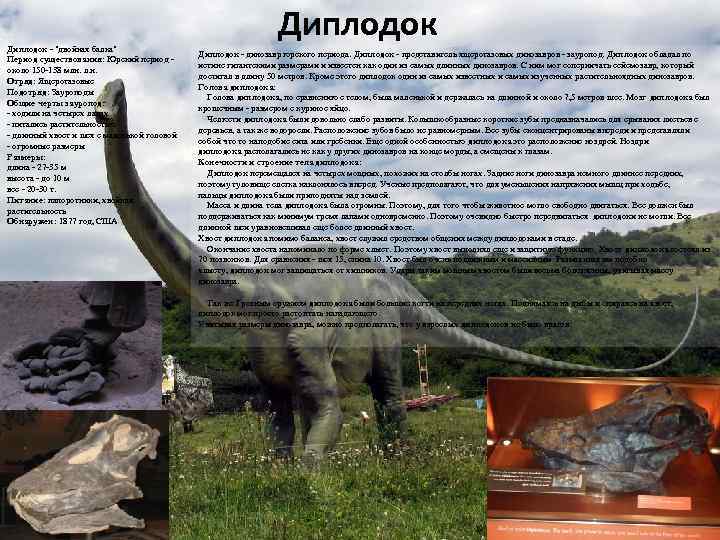Диплодок - "двойная балка" Период существования: Юрский период - около 150 -138 млн. л.