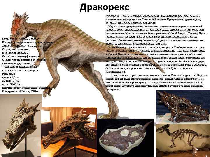 Дракорекс Стегоцерас: "король дракон" Период существования: конец мелового периода - около 67 - 65